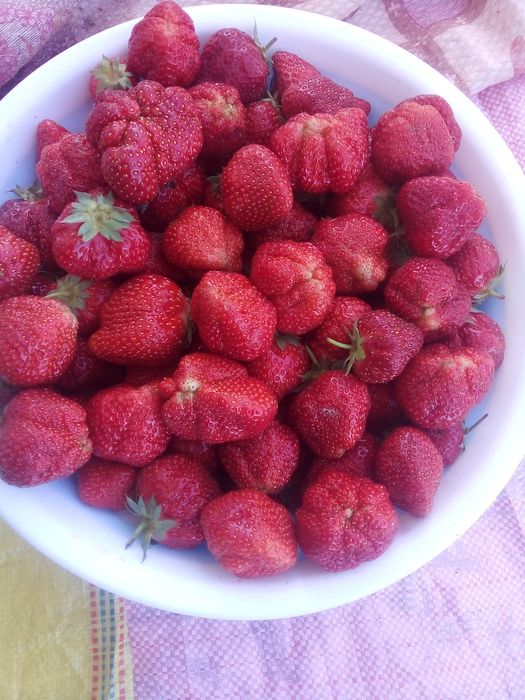 Qulupnay    kòcat   bor    surxondaryo     sariosiyo