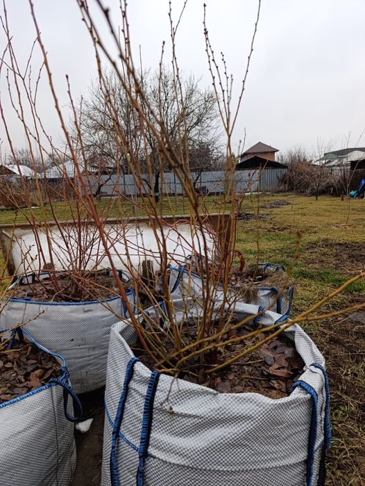 Голубика. Сорта: Элизабет, Чиппева, Бонус.