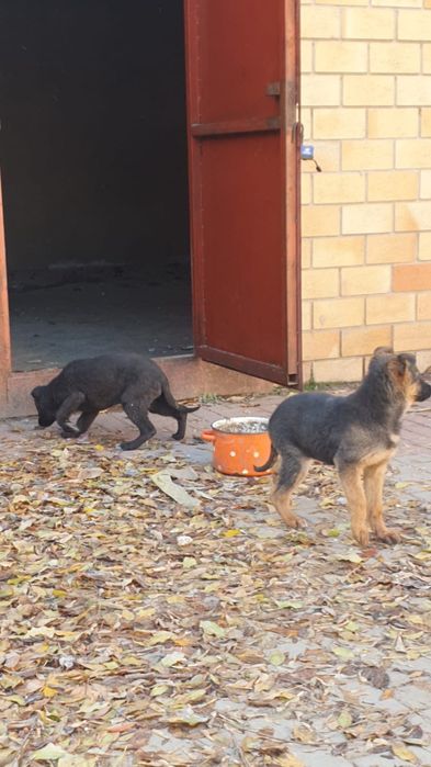 Продам собак немецких овчарок