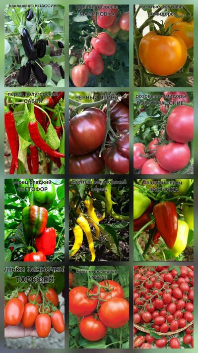 Продается рассада