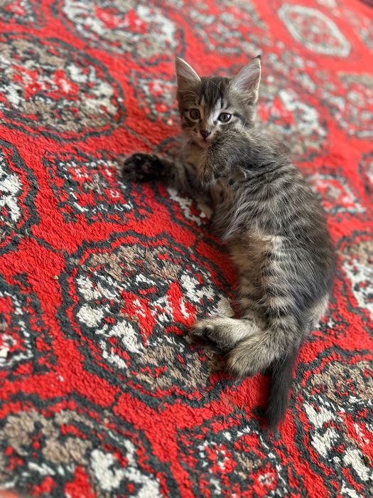 Домашние  котята
