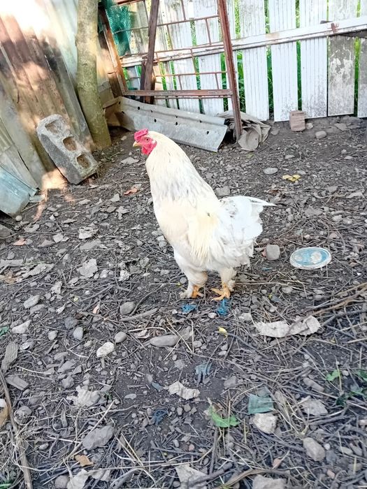 Vând doi cocosi de rasa .primul cel  mare este 200 lei iar cel deal doilea este 90 lei