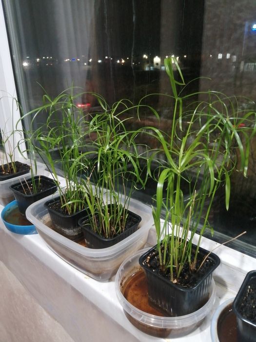 Циперус (болотная пальма )