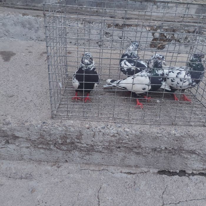 Сочи 2 пара гатовый лет с игрой