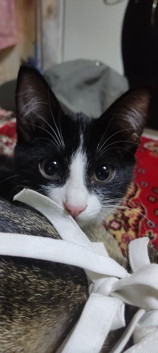 Котята, девочки в хорошие руки