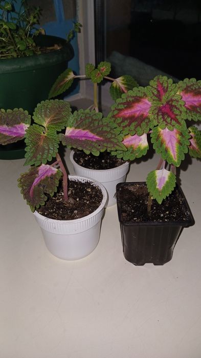 Колеус укорененные отростки