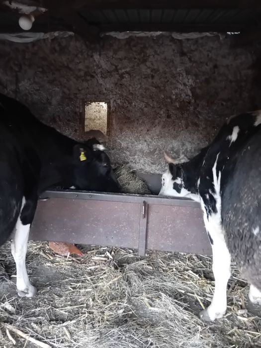 Vând 4 vaci în Ștefănești,Călărași