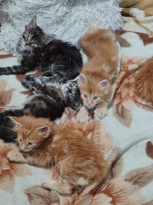 Котята породы Мейн Кун