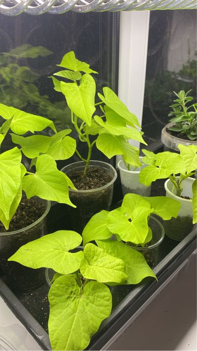 Домашняя рассада