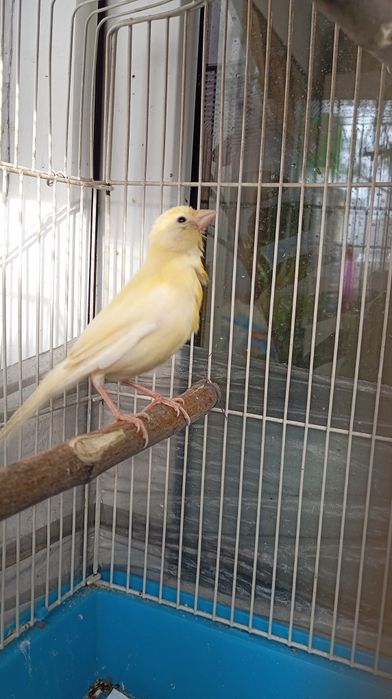 Продам Канарейку