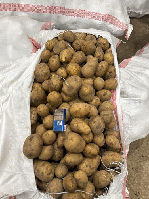 Продаю картофель с Кх