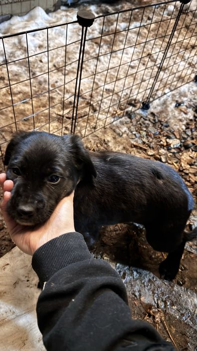 Отдам щенков бесплатно