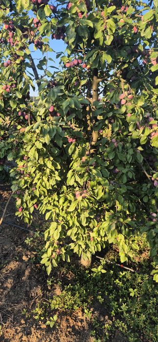 Prune din livada toate soiurile 2,5lei kg