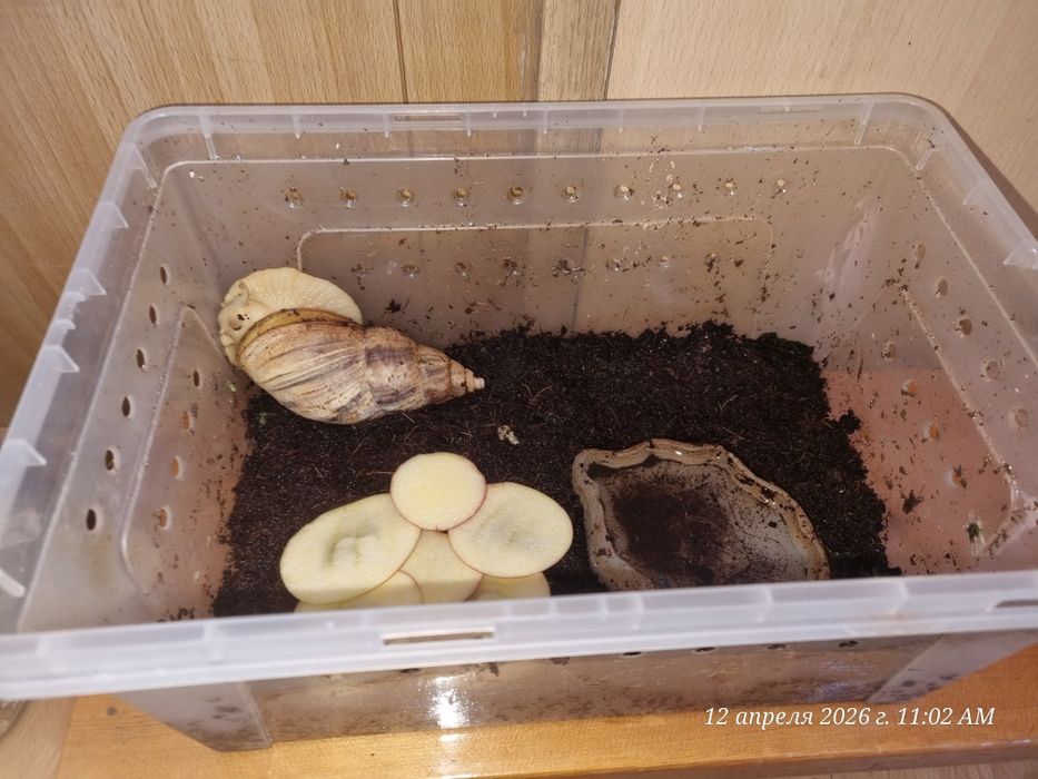 Продам улитка ахатины