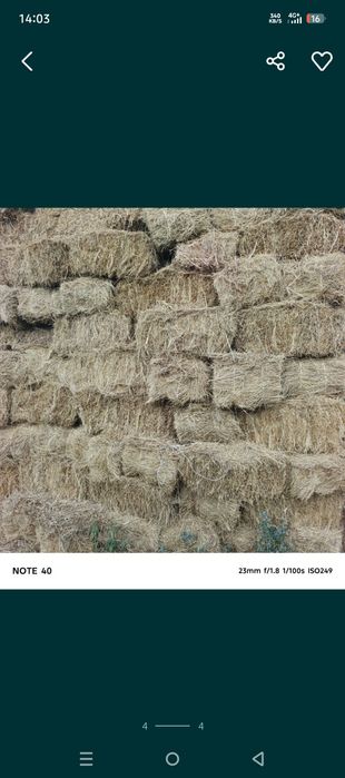 Продам сено  шоп