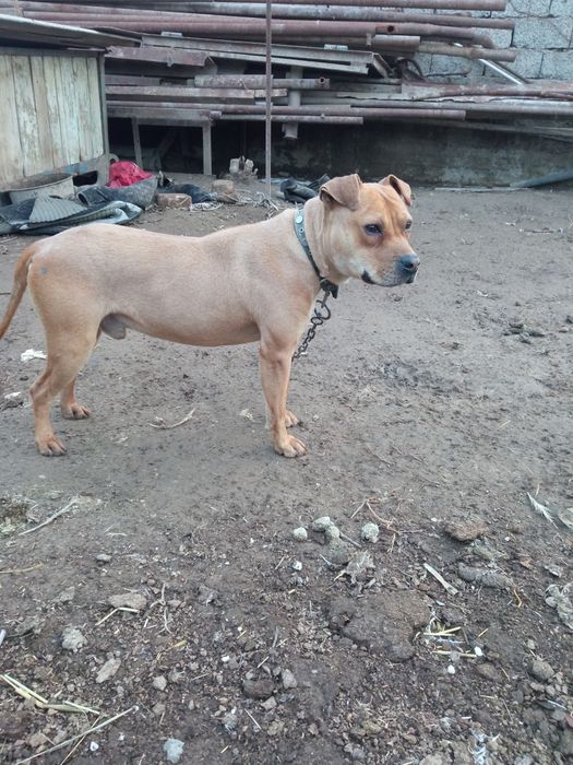 Pidbul kuchuk sotiladi xali bola