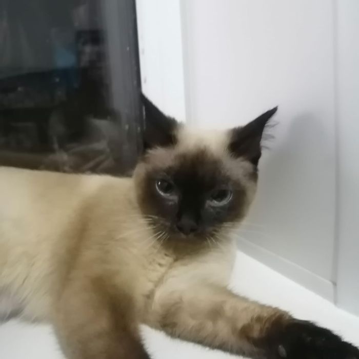 Стерилизованная кошечка ищет дом