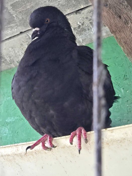 Porumbei kingi