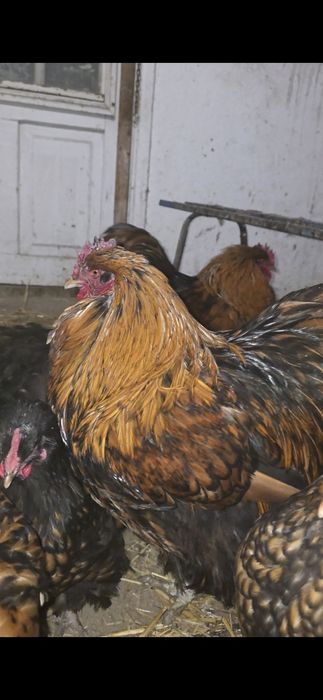 Продам петух Орпингтон