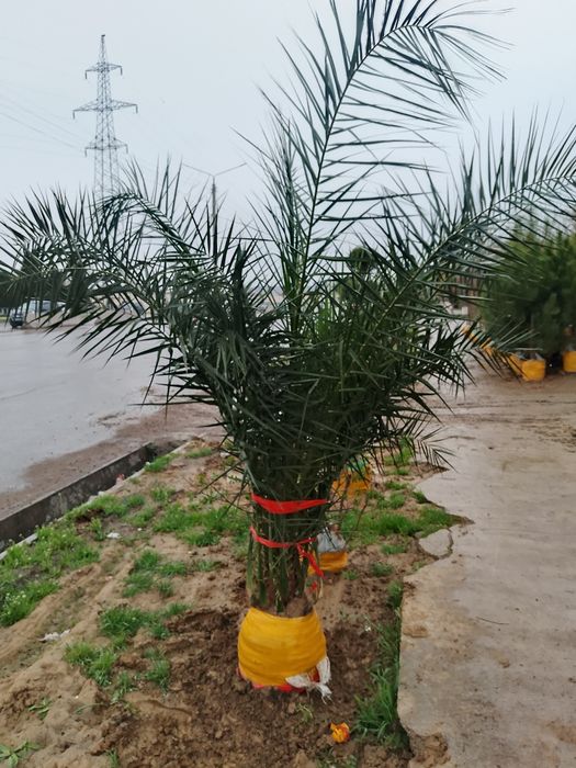 Galboyil kpariski archalar bor xar xildagi archalar ham bor