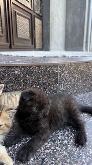 Продается миленькие котята