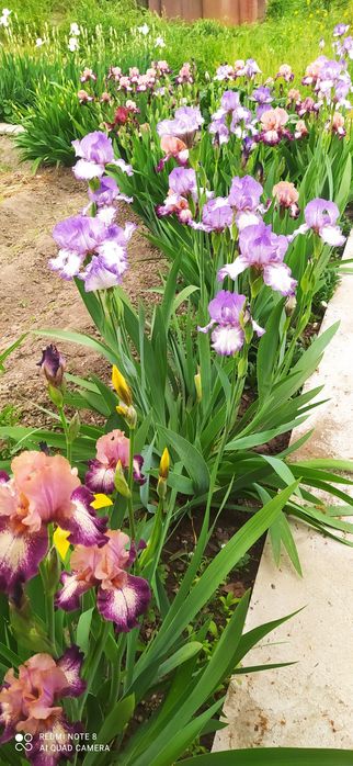 Продаю садовые Ирисы