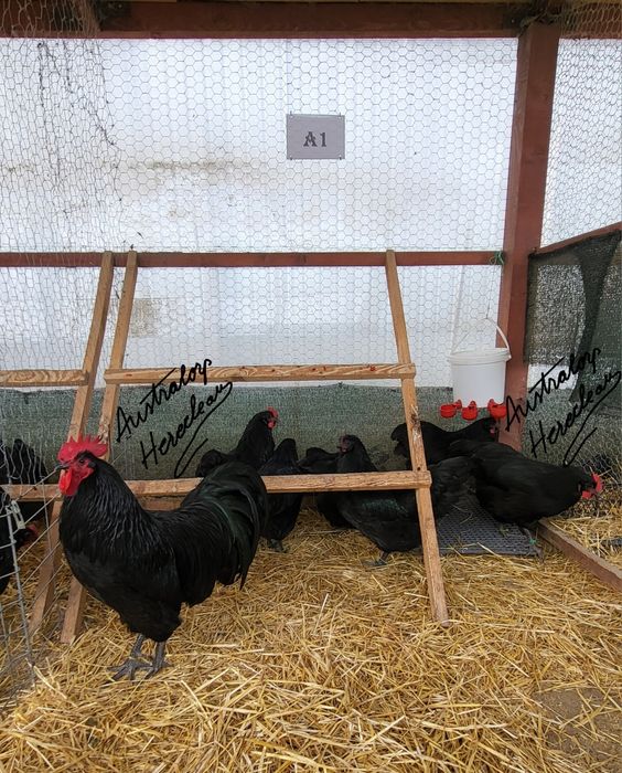 Oua pentru incubat Australorp Negru si Albastru