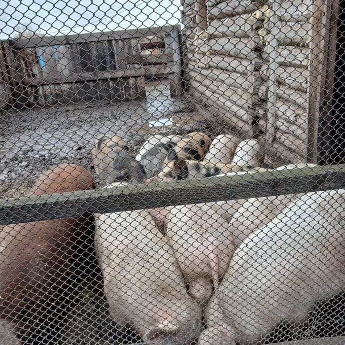 Продам подсвинков 6 месяцев