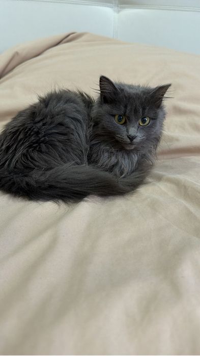 Отдам в добрые руки ,девочка месяца 3 ,потеряшка