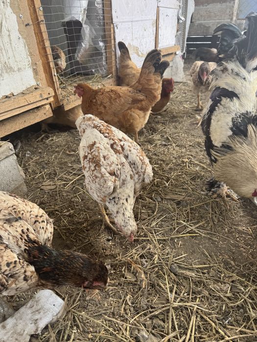 Продам даканок хороший