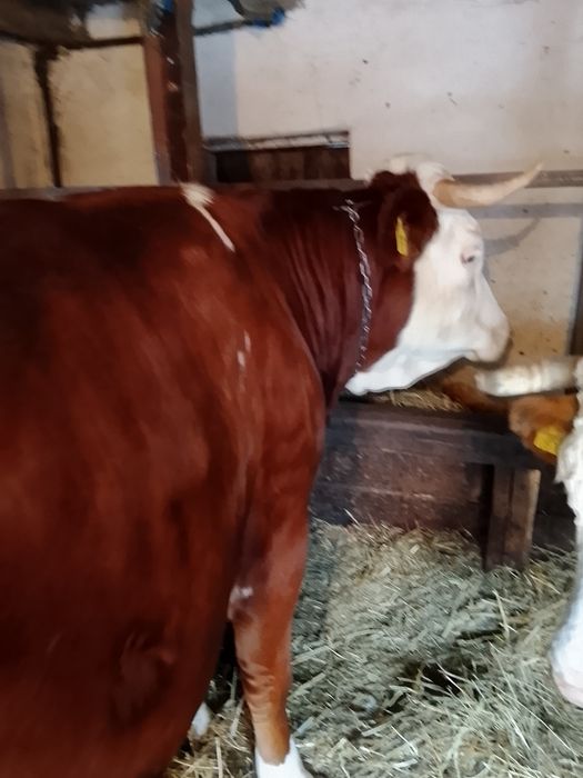 Vând junincă de 2 ani și 4 luni