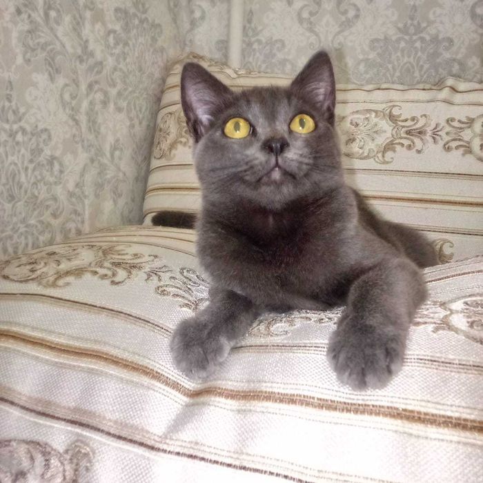 Котята балинезо-бомбейские