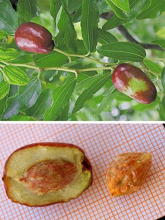 Pomi Fructiferi Exotici  CURMAL CHINEZESC