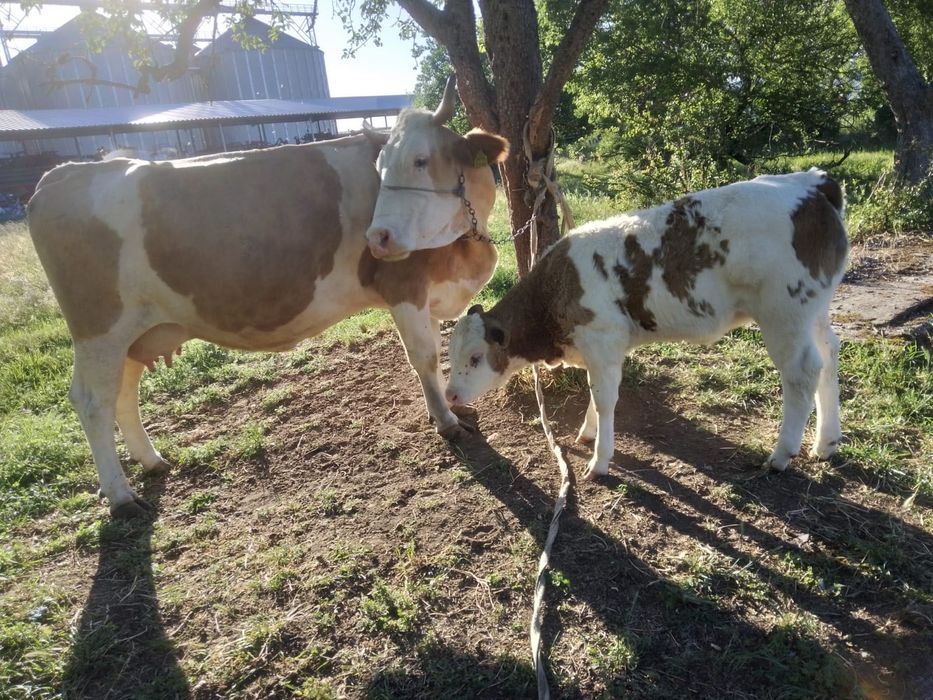 Vaca cu vițel de vânzare!
