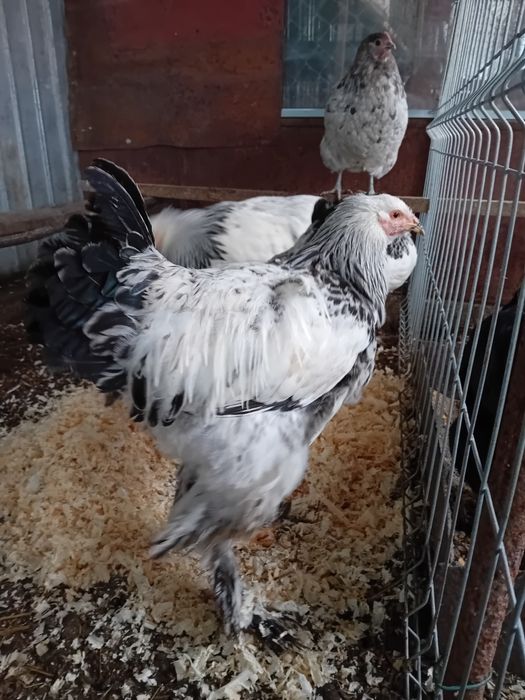 Cocoși brahma HD și alți cocoși brahma