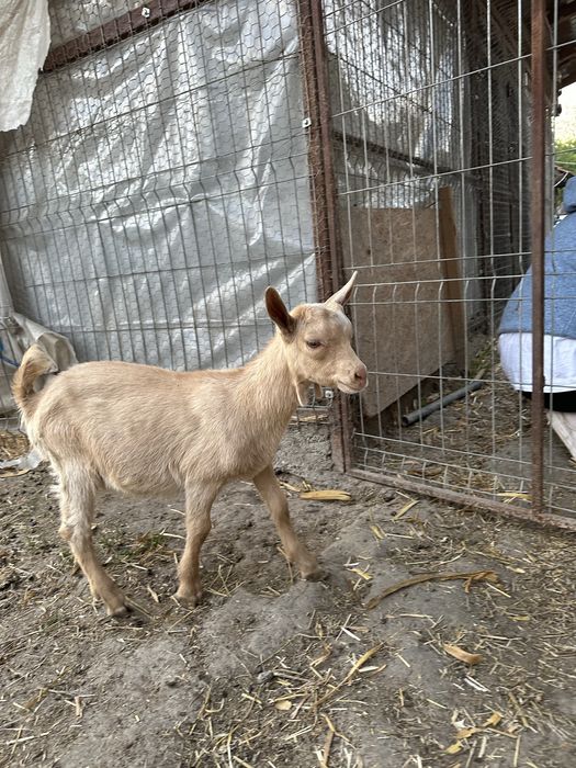 Disponibil tapisor metis alpin francez cu saanen