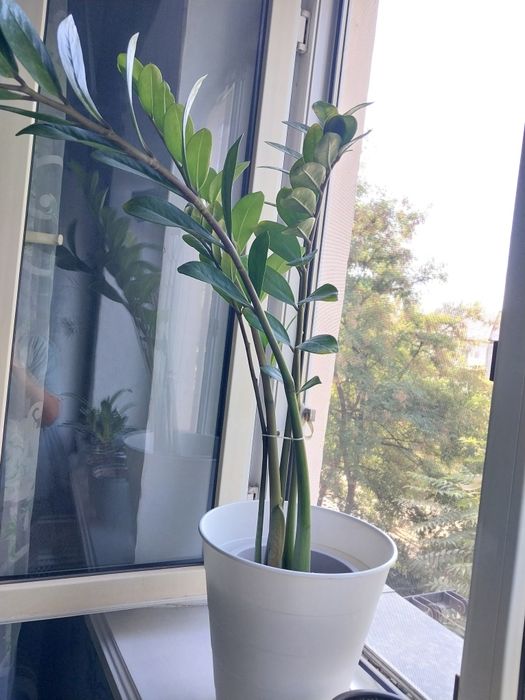 Цветы по 5000 тг