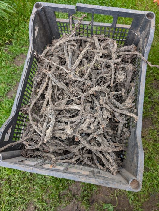 Rădăcina tătăneasă