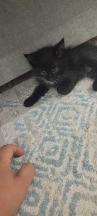 Отдам домашних котят бесплатно
