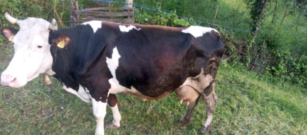 Vând vacă bălțată românească