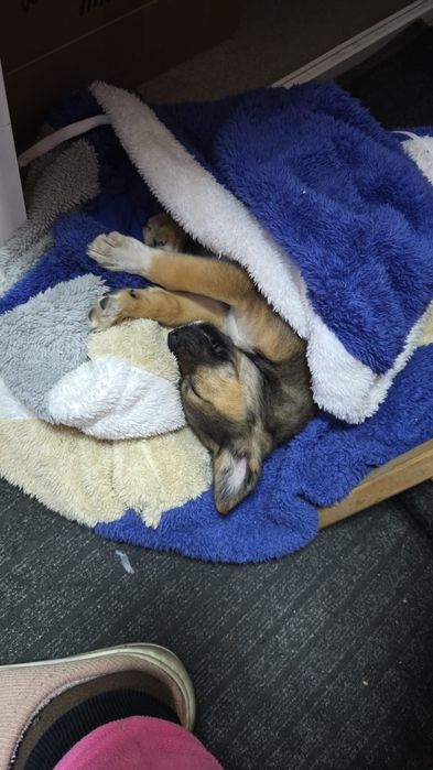 Подобрали щенка ,девочка маленькая совсем