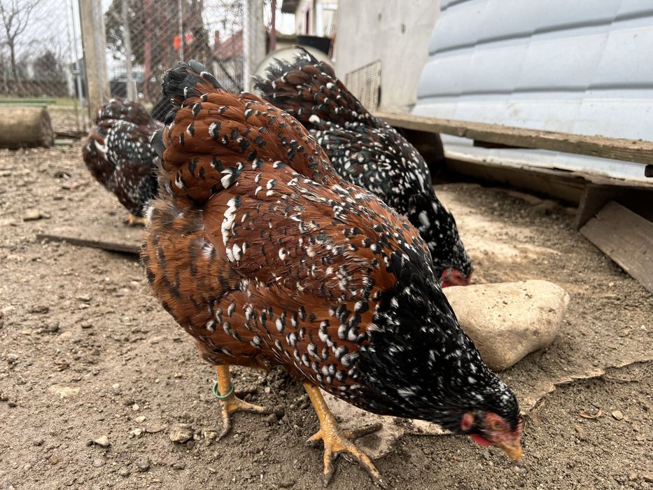 Familie Wyandotte rosu albastru auriu, GSG splash si argintiu 3+1