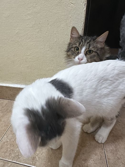 Подарявам котета