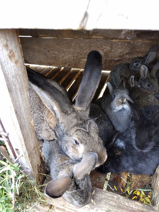 Pui iepure uriaș german