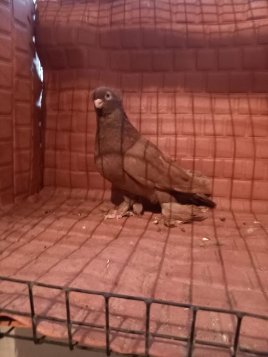 Голуби узбекские маланосые.