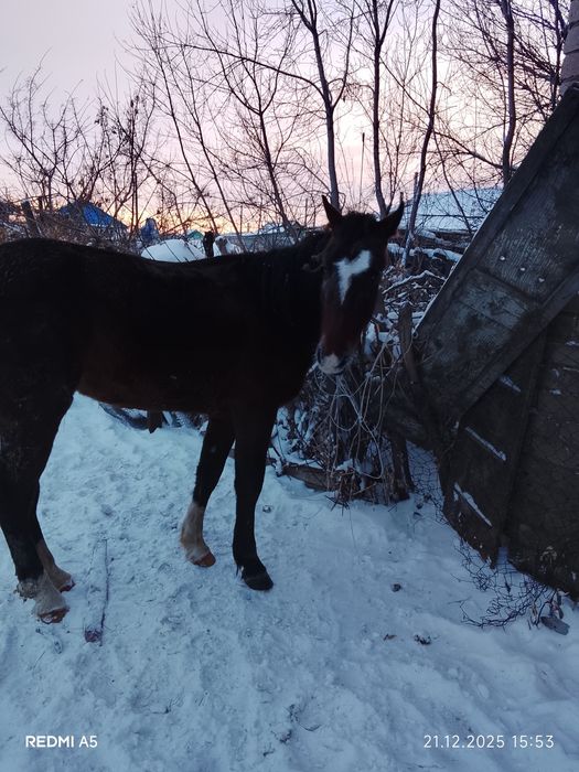 Продам лошадь молодую