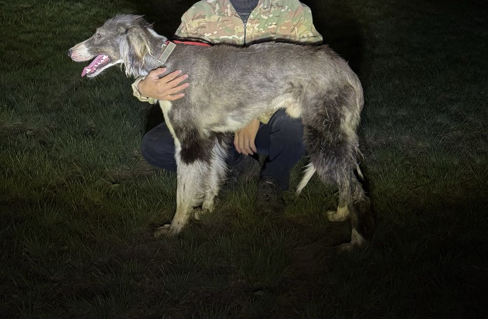 тазы кабель и сука