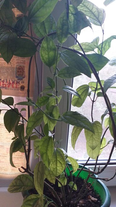 Комнатные цветы, торг уместен