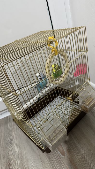 Продается 2 папугай