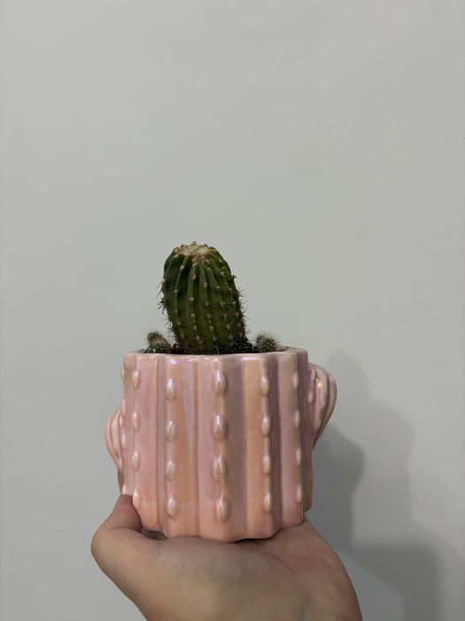 Кактус в керамическом горшке